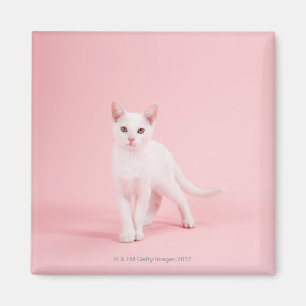 Aimant Jeune chat blanc
