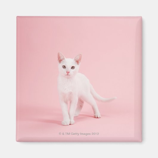Aimant Jeune chat blanc (Devant)