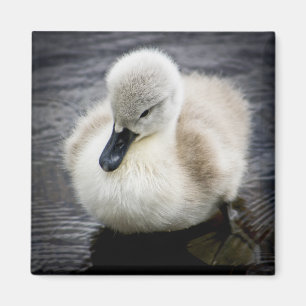 Aimant Jeune cygne du cygne de bébé