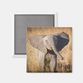 Aimant Jeune éléphant de savane (Recto/Verso)
