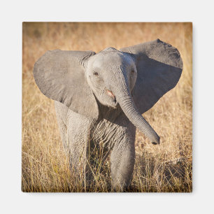 Aimant Jeune éléphant de savane