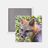 AIMANT JEUNE FOX (Recto/Verso)