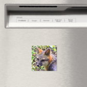 AIMANT JEUNE FOX (In Situ (Lave-vaisselle))