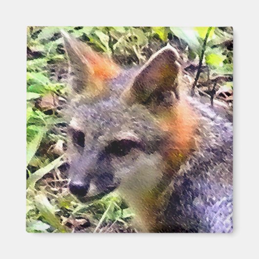 AIMANT JEUNE FOX (Devant)