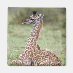 Aimant Jeune girafe de masai (camelopardalis de Giraffa