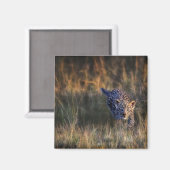 Aimant Jeune léopard Panthera Pardus (Recto/Verso)