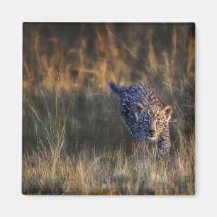 Aimant Jeune léopard Panthera Pardus
