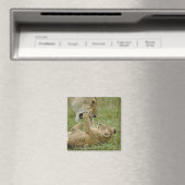 Aimant Jeune lion jouant (In Situ (Lave-vaisselle))