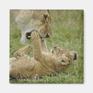 Aimant Jeune lion jouant