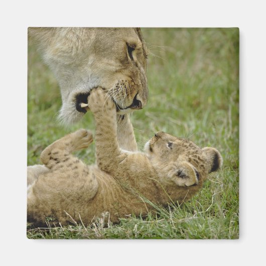 Aimant Jeune lion jouant (Devant)