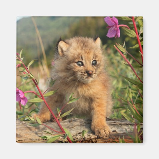 Aimant Jeune Lynx du Canada, Alaska (Devant)