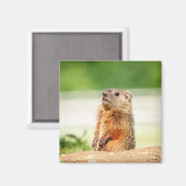 Aimant Jeune marmotte (Recto/Verso)