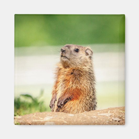 Aimant Jeune marmotte (Devant)