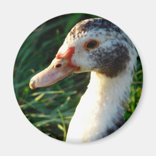 Aimant Jeune Muscovy Hen Duck