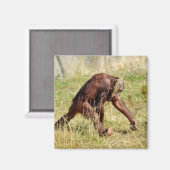 Aimant Jeune orangoutan marchant sur l'herbe (Recto/Verso)