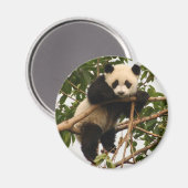 Aimant jeune panda géant (Recto/Verso)