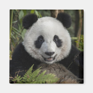 Aimant Jeune panda heureux, Chine