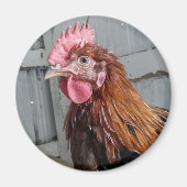 Aimant Jeune poulet au coq Welété (Devant)