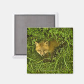 Aimant Jeune Renard Rouge sortant de sa cachette dans les (Recto/Verso)