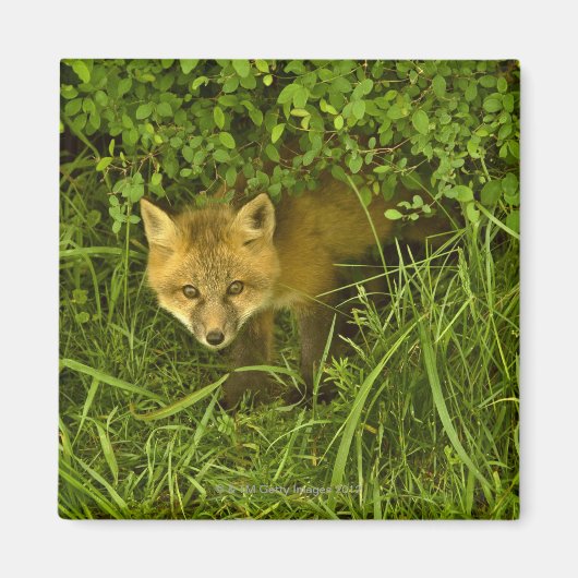 Aimant Jeune Renard Rouge sortant de sa cachette dans les (Devant)