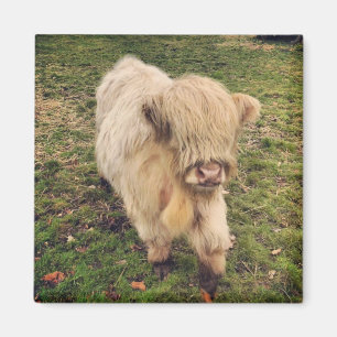 Aimant Jeune veau de race highland de couleur crème