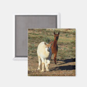 Aimant Jeunes Alpacas Brown Et Blancs, (Recto/Verso)