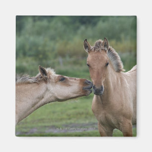 Aimant Jeunes chevaux de Henson se rencontrant