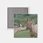 Aimant Jeunes chevaux Henson se rencontrant (Recto/Verso)