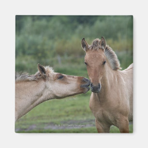 Aimant Jeunes chevaux Henson se rencontrant