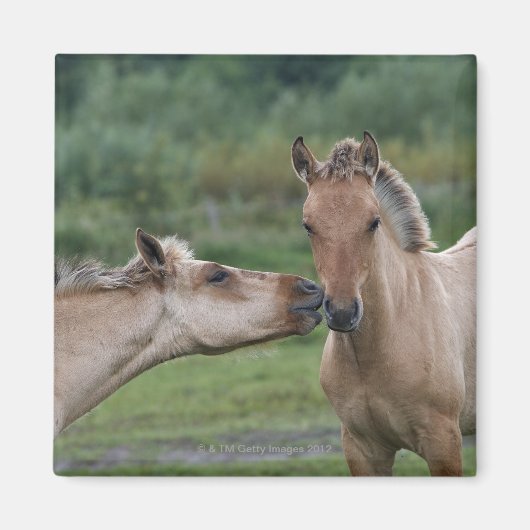 Aimant Jeunes chevaux Henson se rencontrant (Devant)