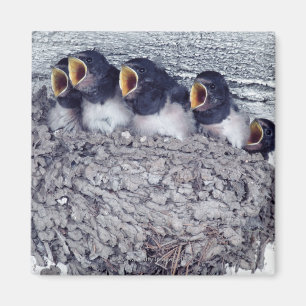 Aimant jeunes hirondelles de grange