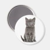 Aimant Joli Chat Gris Chaton Chat Gris (Recto/Verso)