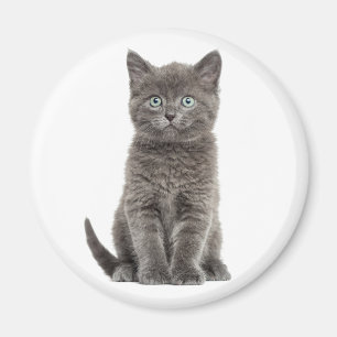 Aimant Joli Chat Gris Chaton Chat Gris