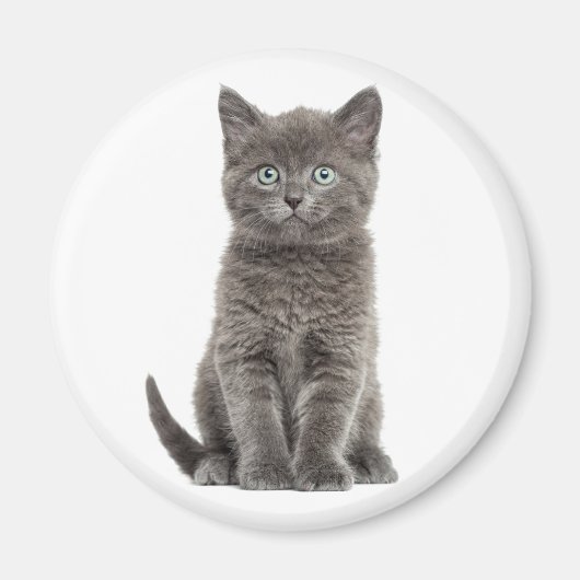 Aimant Joli Chat Gris Chaton Chat Gris (Devant)