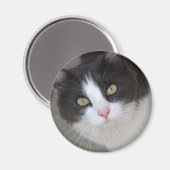 Aimant Joli chat gris et blanc (Recto/Verso)