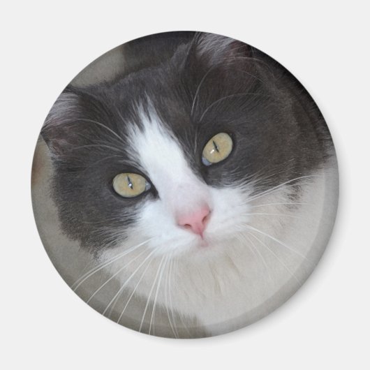 Aimant Joli chat gris et blanc (Devant)