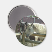 Aimant Joli cheval (Recto/Verso)