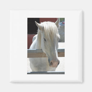 Aimant Joli Cheval Blanc