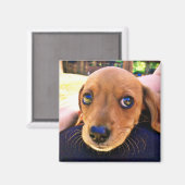 Aimant Joli chien chiot Brown Dachshund (Recto/Verso)