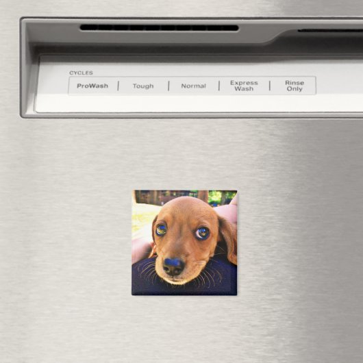 Aimant Joli chien chiot Brown Dachshund (In Situ (Lave-vaisselle))