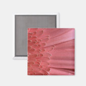 Aimant Joli Coral rose Gerbera Daisy (Recto/Verso)