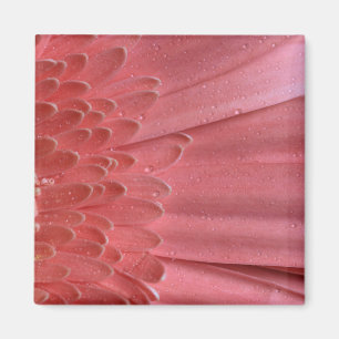 Aimant Joli Coral rose Gerbera Daisy