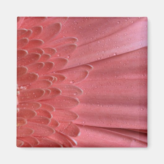 Aimant Joli Coral rose Gerbera Daisy (Devant)