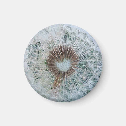 Aimant Joli Dandelion blanc (Devant)