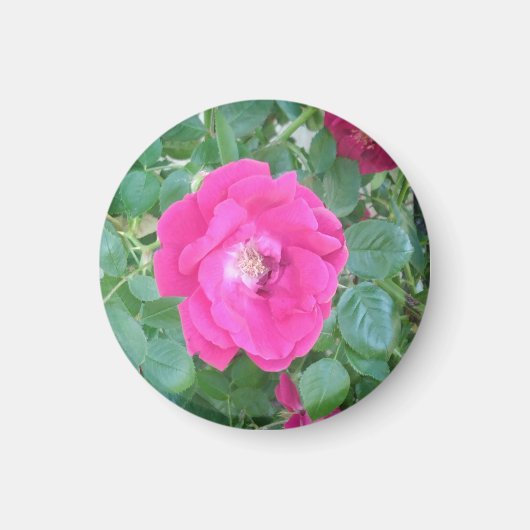 Aimant Joli En Fleur Rose (Devant)