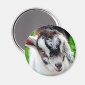 Aimant Joli goat (Recto/Verso)