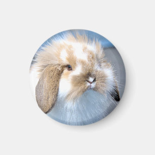 Aimant Joli lapin blanc et brun flamand