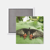 Aimant Joli Papillon noir rouge et or (Recto/Verso)