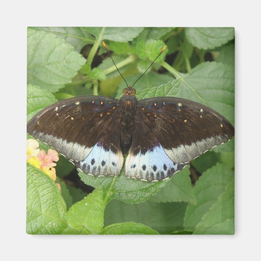 Aimant Joli papillon tropical (Devant)