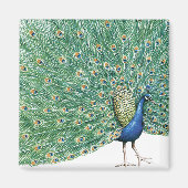 Aimant Joli Peacock (Devant)